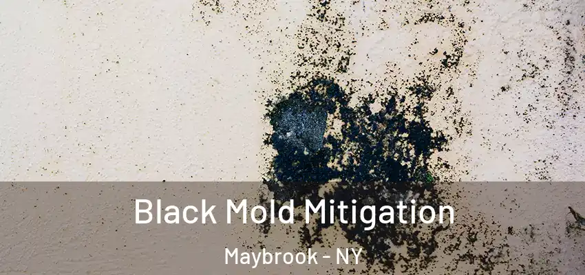 Black Mold Mitigation Maybrook - NY