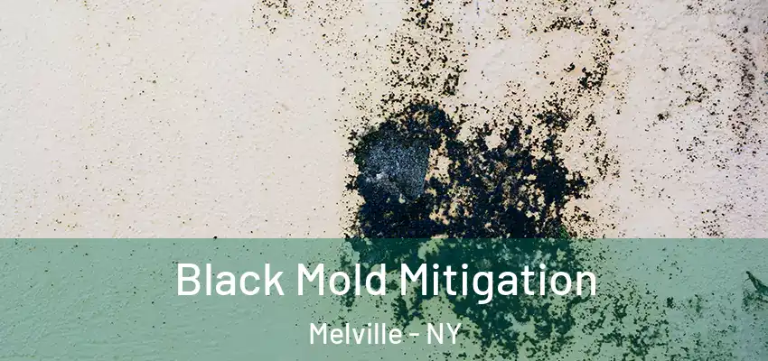 Black Mold Mitigation Melville - NY