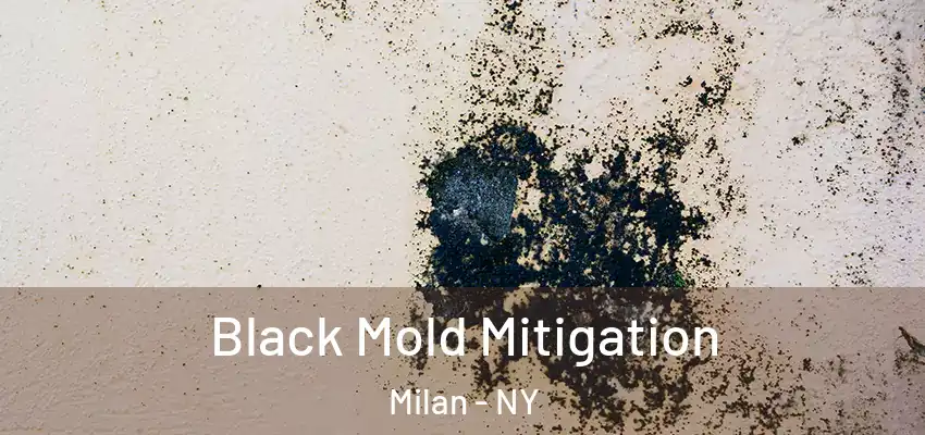  Black Mold Mitigation Milan - NY