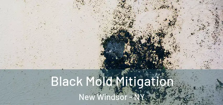 Black Mold Mitigation New Windsor - NY