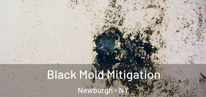  Black Mold Mitigation Newburgh - NY