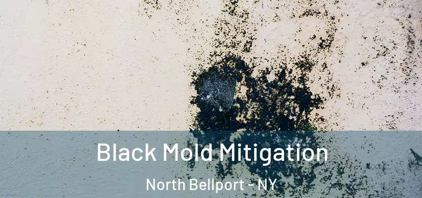  Black Mold Mitigation North Bellport - NY