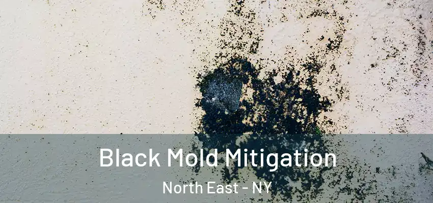  Black Mold Mitigation North East - NY