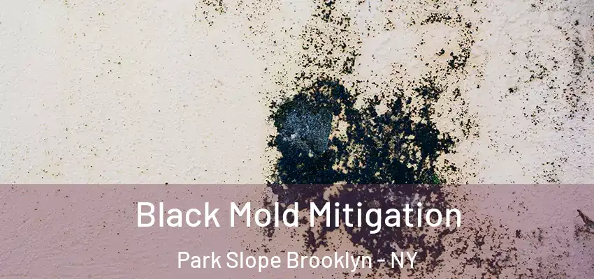  Black Mold Mitigation Park Slope Brooklyn - NY