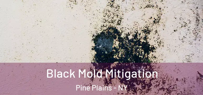  Black Mold Mitigation Pine Plains - NY