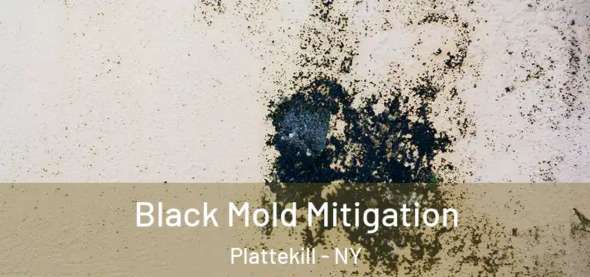 Black Mold Mitigation Plattekill - NY