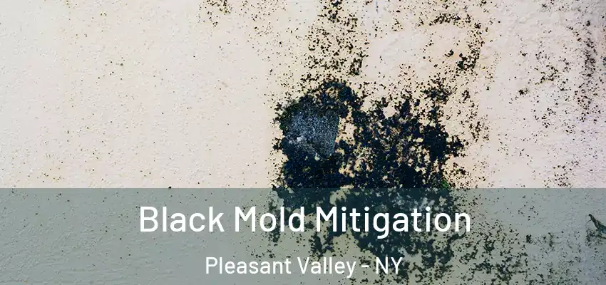 Black Mold Mitigation Pleasant Valley - NY