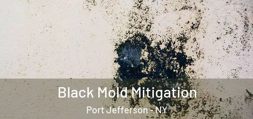  Black Mold Mitigation Port Jefferson - NY