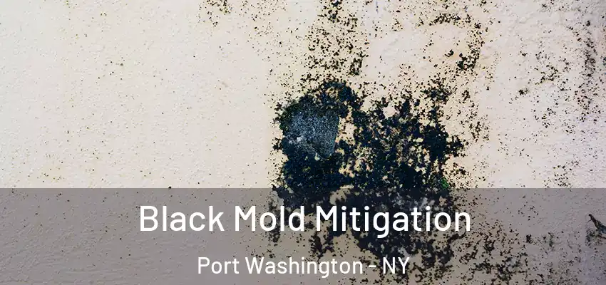  Black Mold Mitigation Port Washington - NY