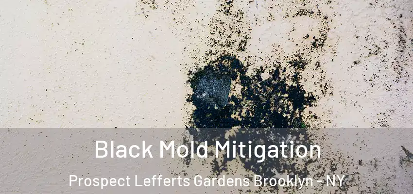  Black Mold Mitigation Prospect Lefferts Gardens Brooklyn - NY