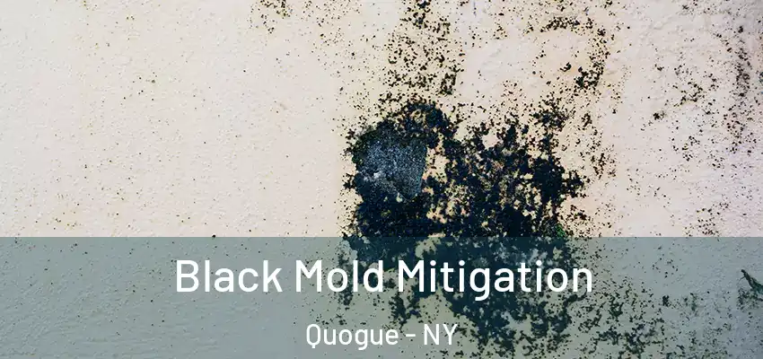 Black Mold Mitigation Quogue - NY