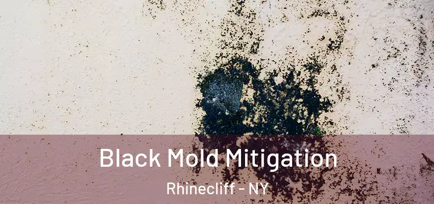 Black Mold Mitigation Rhinecliff - NY