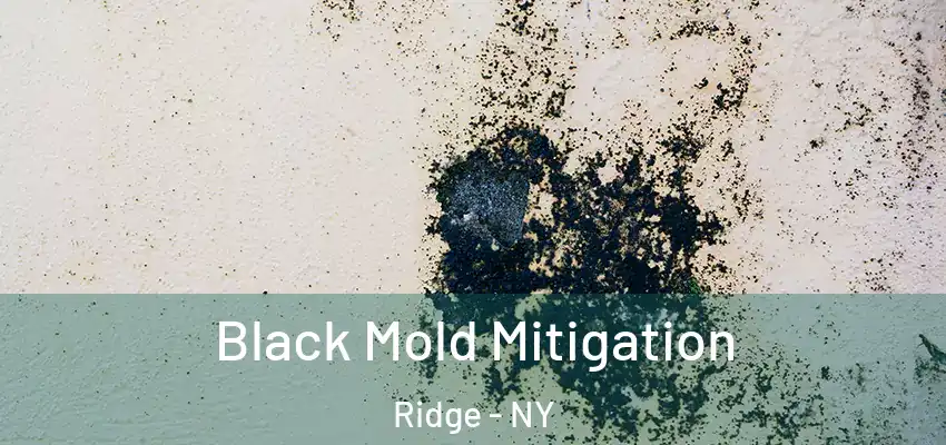  Black Mold Mitigation Ridge - NY
