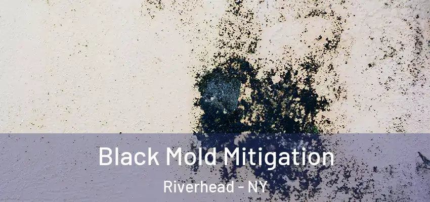  Black Mold Mitigation Riverhead - NY