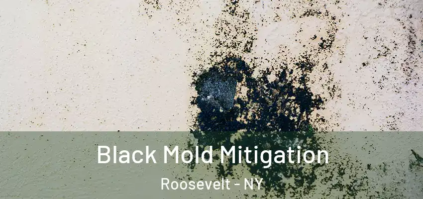  Black Mold Mitigation Roosevelt - NY