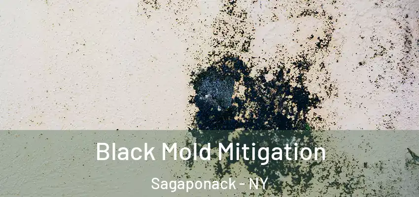  Black Mold Mitigation Sagaponack - NY