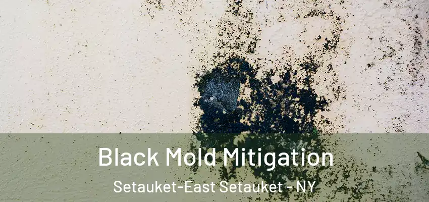  Black Mold Mitigation Setauket-East Setauket - NY