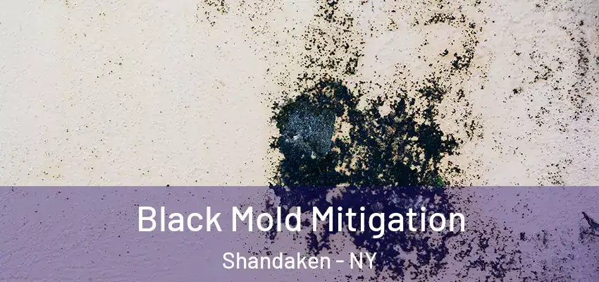 Black Mold Mitigation Shandaken - NY