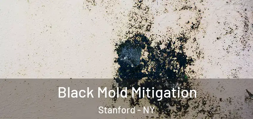 Black Mold Mitigation Stanford - NY