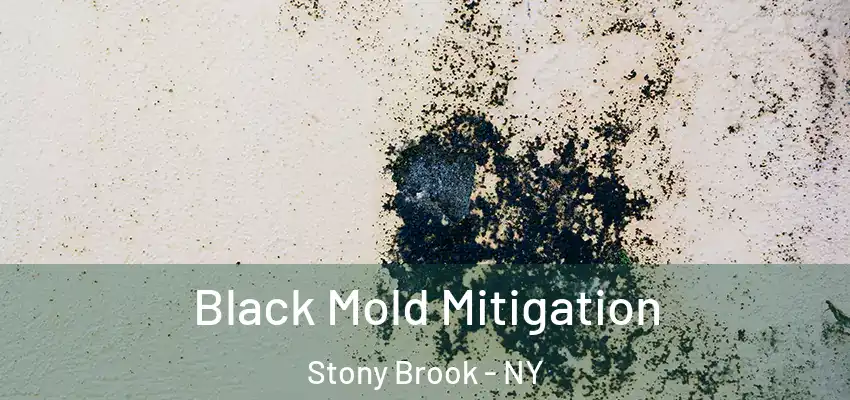 Black Mold Mitigation Stony Brook - NY