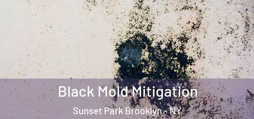 Black Mold Mitigation Sunset Park Brooklyn - NY