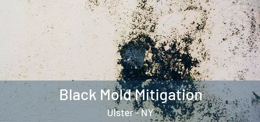  Black Mold Mitigation Ulster - NY