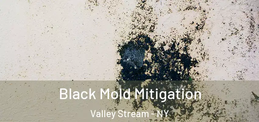  Black Mold Mitigation Valley Stream - NY