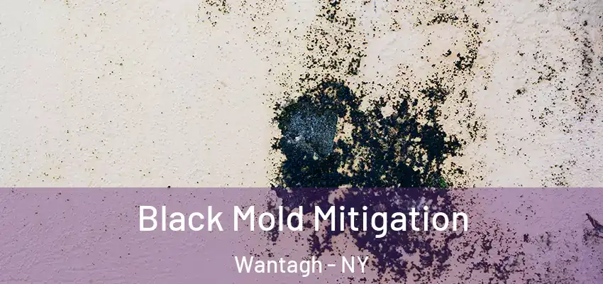 Black Mold Mitigation Wantagh - NY