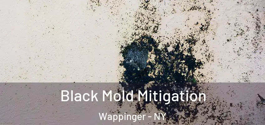  Black Mold Mitigation Wappinger - NY