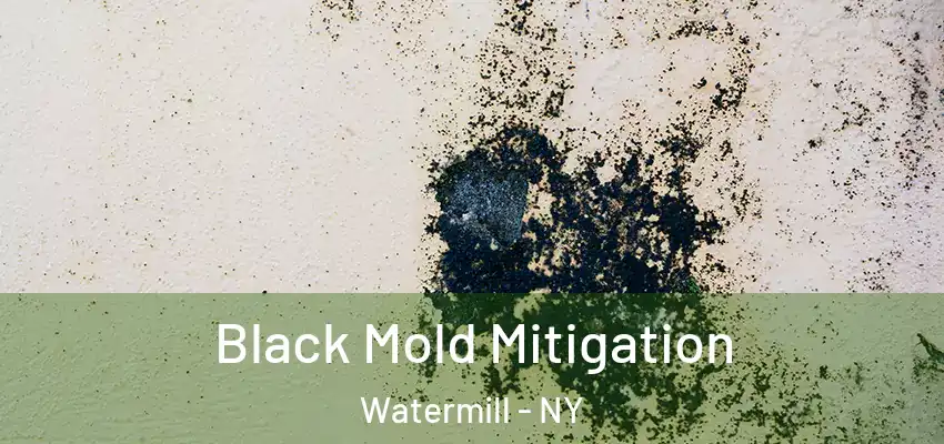  Black Mold Mitigation Watermill - NY
