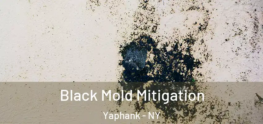  Black Mold Mitigation Yaphank - NY