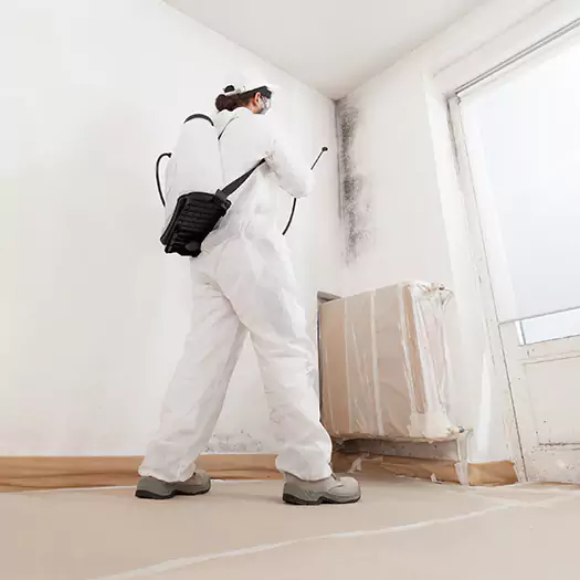 Trusted Black Mold Clean Up Experts in Manorville, NY