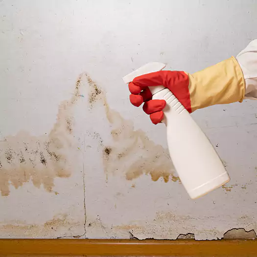 Trusted Black Mold Mitigation Specialists in Manorville, NY