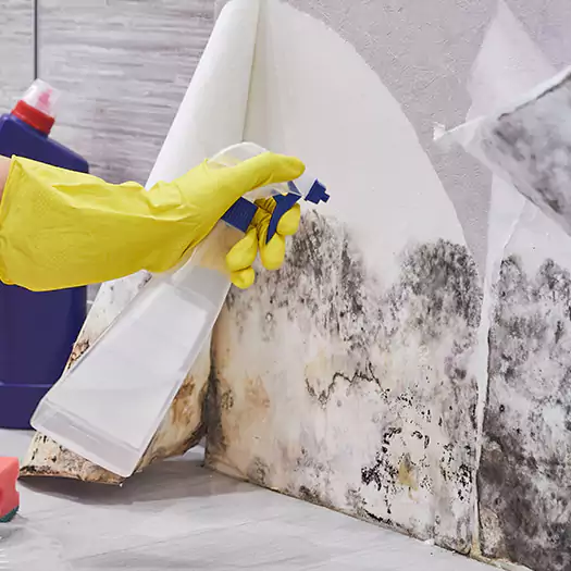 Reliable Mold Abatement Specialists in Manorville, NY