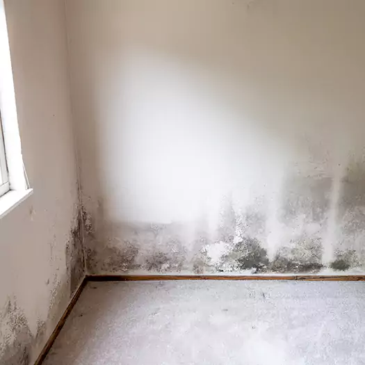 Trusted Mold Cleanup Specialists in Manorville, NY