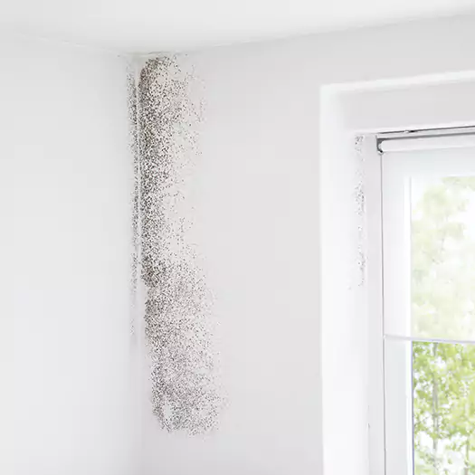 Trusted Mold Eradication Professionals Serving in Manorville, NY