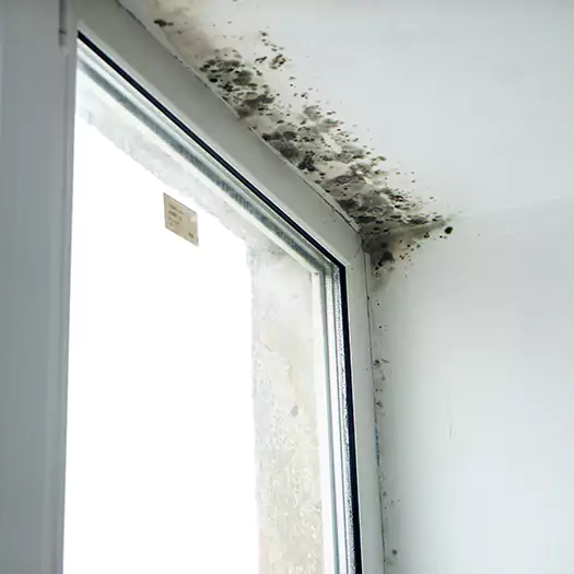 Trusted Mold on Bathroom Ceiling Experts in Manorville, NY