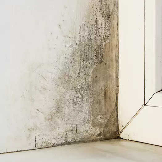 Skilled Mold on Drywall Experts in Manorville, NY