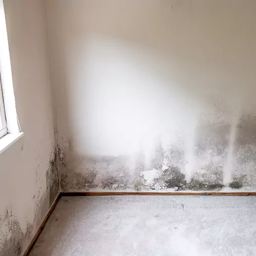 Trusted Mold on the Wall Experts in Manorville, NY