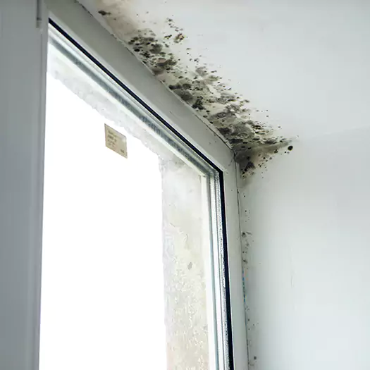 Reliable Mold Treatment Specialists in Manorville, NY