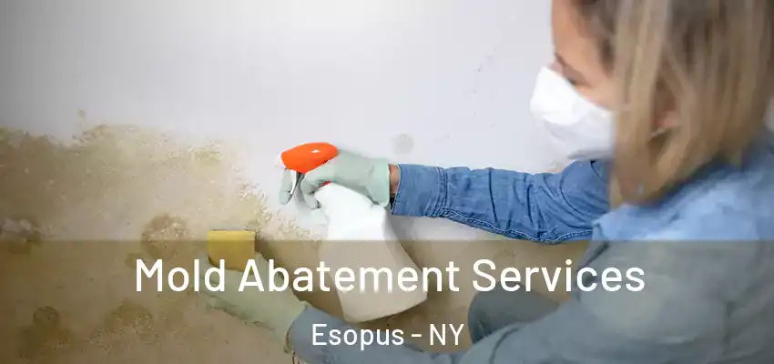 Mold Abatement Services Esopus - NY