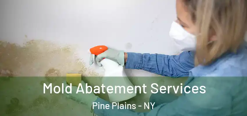Mold Abatement Services Pine Plains - NY