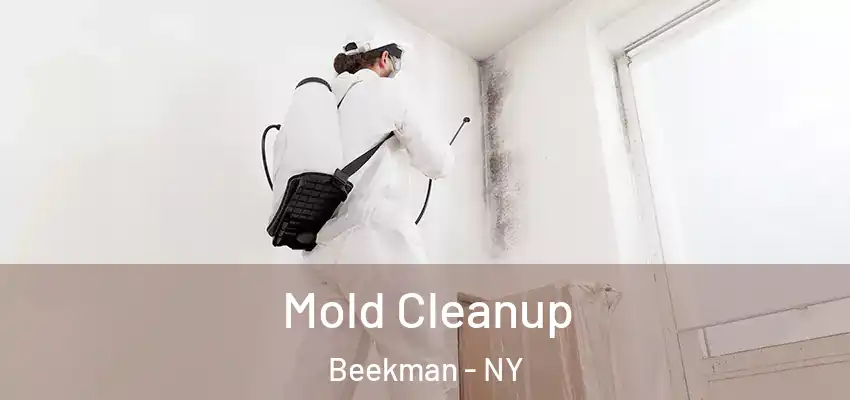  Mold Cleanup Beekman - NY