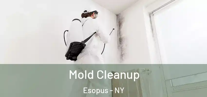Mold Cleanup Esopus - NY