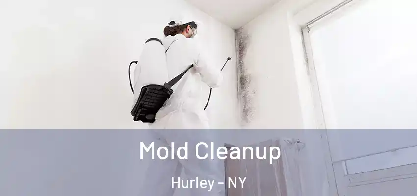  Mold Cleanup Hurley - NY