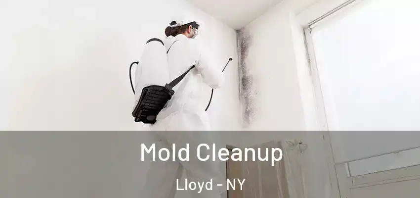 Mold Cleanup Lloyd - NY