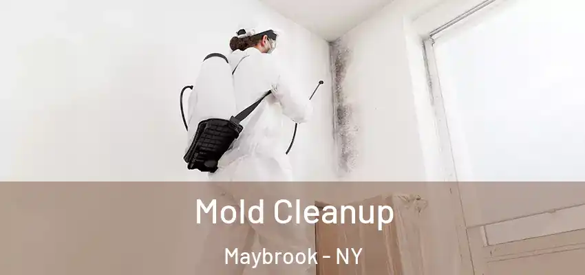  Mold Cleanup Maybrook - NY