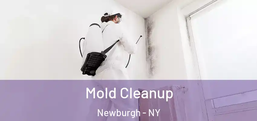 Mold Cleanup Newburgh - NY