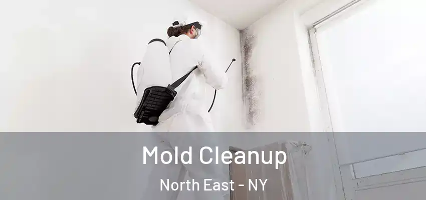  Mold Cleanup North East - NY