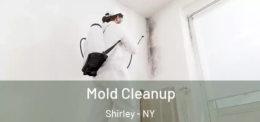 Mold Cleanup Shirley - NY